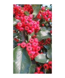 PYRACANTHA Saphyr Red 1