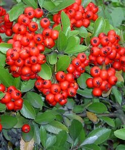 PYRACANTHA Saphyr Red 2