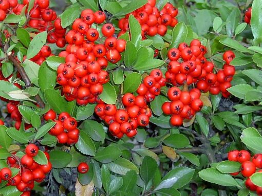 PYRACANTHA Saphyr Red 2