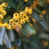 PYRACANTHA Saphyr Yellow 2