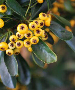 PYRACANTHA Saphyr Yellow 2