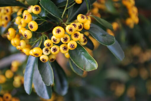 PYRACANTHA Saphyr Yellow 2