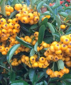 PYRACANTHA Saphyr Yellow3 1