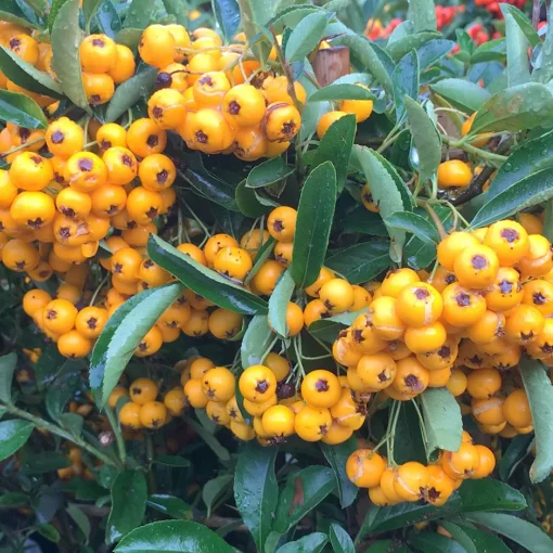 PYRACANTHA Saphyr Yellow3 1