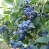blueberry blubecrop 1