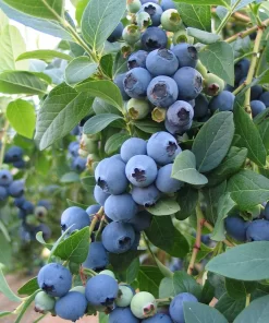 blueberry blubecrop 1