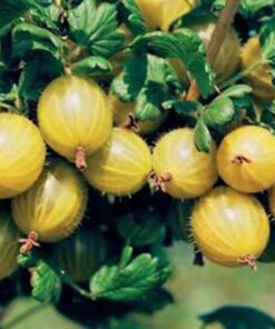 gooseberry hinnonmaki yellow 1 2