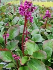 BERGENIA Eroica 2