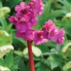 Bergenia Erioca 12