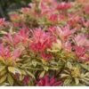 PIERIS Flaming Silver