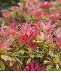 PIERIS Flaming Silver