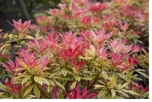 PIERIS Flaming Silver