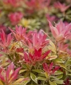 PIERIS Flaming Silver 2