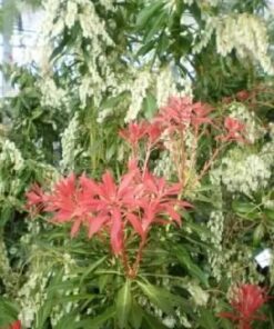 PIERIS Forest Flame