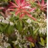 PIERIS Forest Flame 2