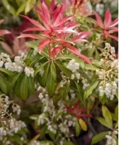 PIERIS Forest Flame 2