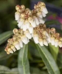 PIERIS Forest Flame 3