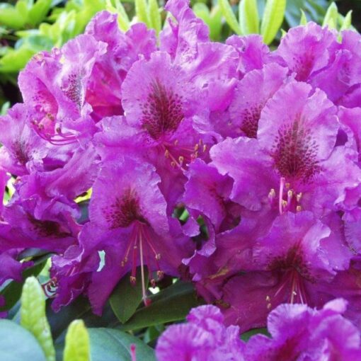 RHODODENDRON Azurro 2