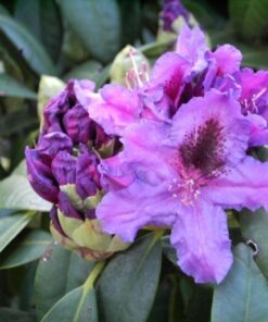 RHODODENDRON Azurro 3