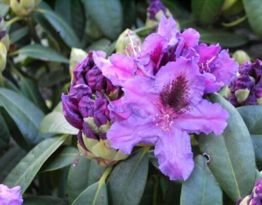 RHODODENDRON Azurro 3