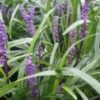 LIRIOPE muscari Royal Purple 2