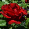 ROSA Dame de Coeur 4