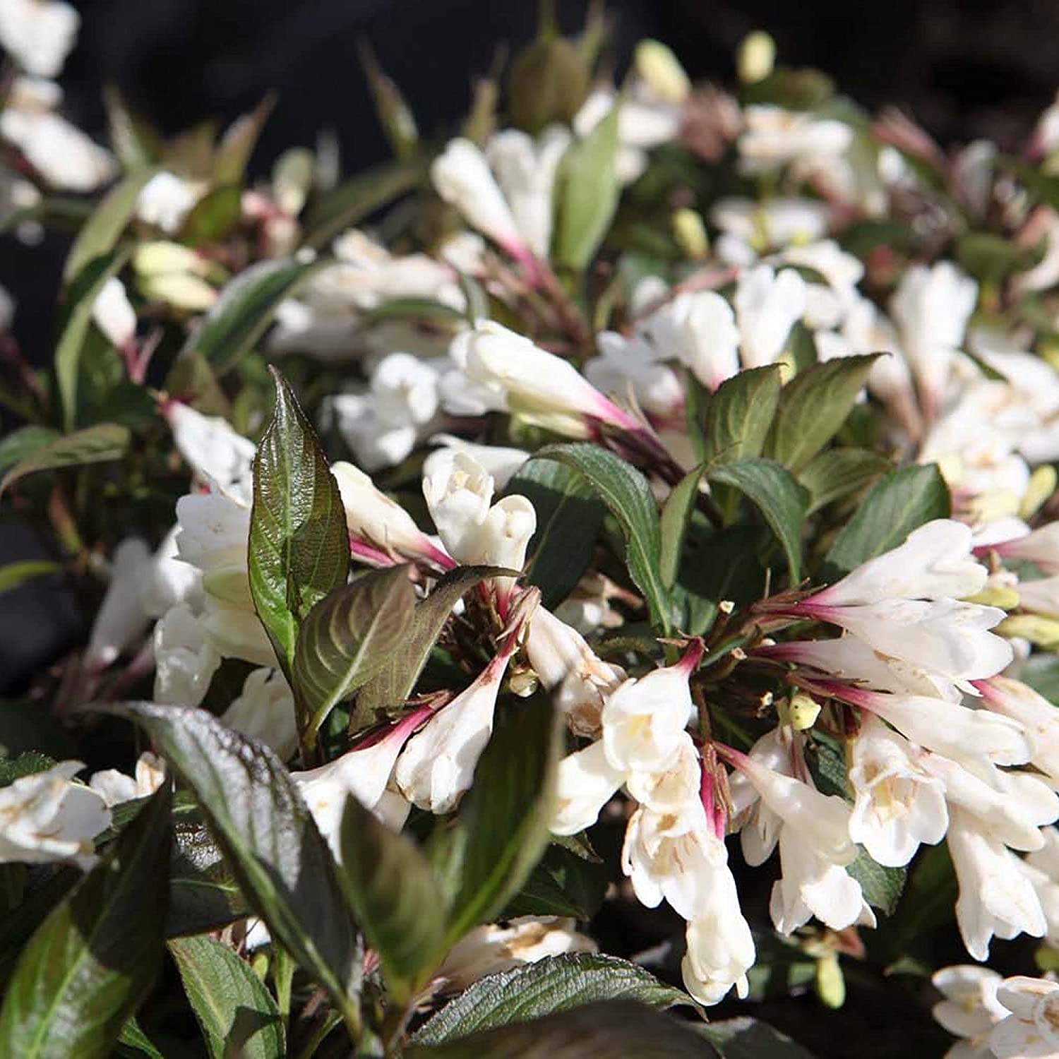 WEIGELA 'Black & White' 3L - Bowtanical Plants